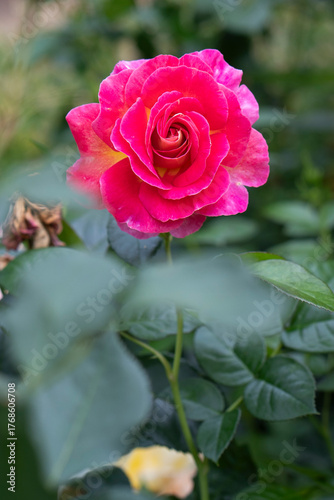 Single Peace rose standing tall with yellow pink petals