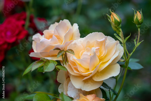 Apricot hybrid tea rose blooming among green leaves