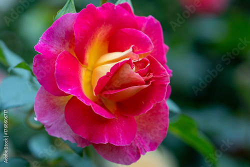 Yellow pink Peace rose in full bloom on green bush