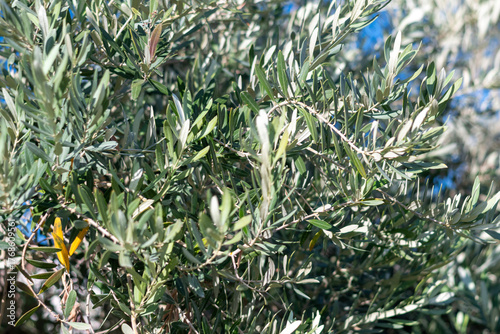 An olive tree with thick, green leaves swaying in the wind. For use background