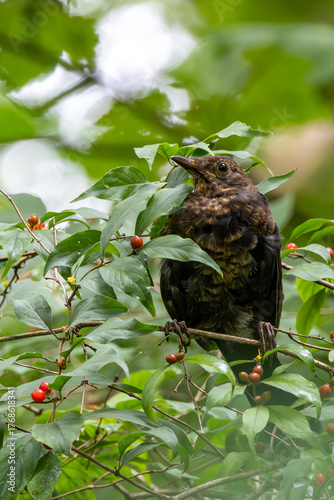 Photography Female Common Blackbird (Turdus merula) in Dublin Garden