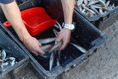 Fisherman sorting freshly caught fish in black containers, using hands to separate the catch, with a red scoop nearby, showcasing the labor and dedication involved in the fishing industry