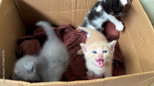 three rescued stray kittens in a cardboard box
