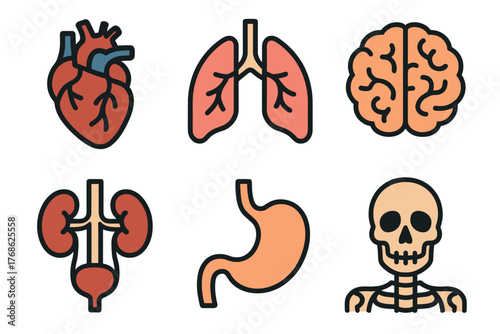 Colorful outlined vector icons of human organs including heart, lungs, brain, kidneys, stomach, and skeleton on a white background.