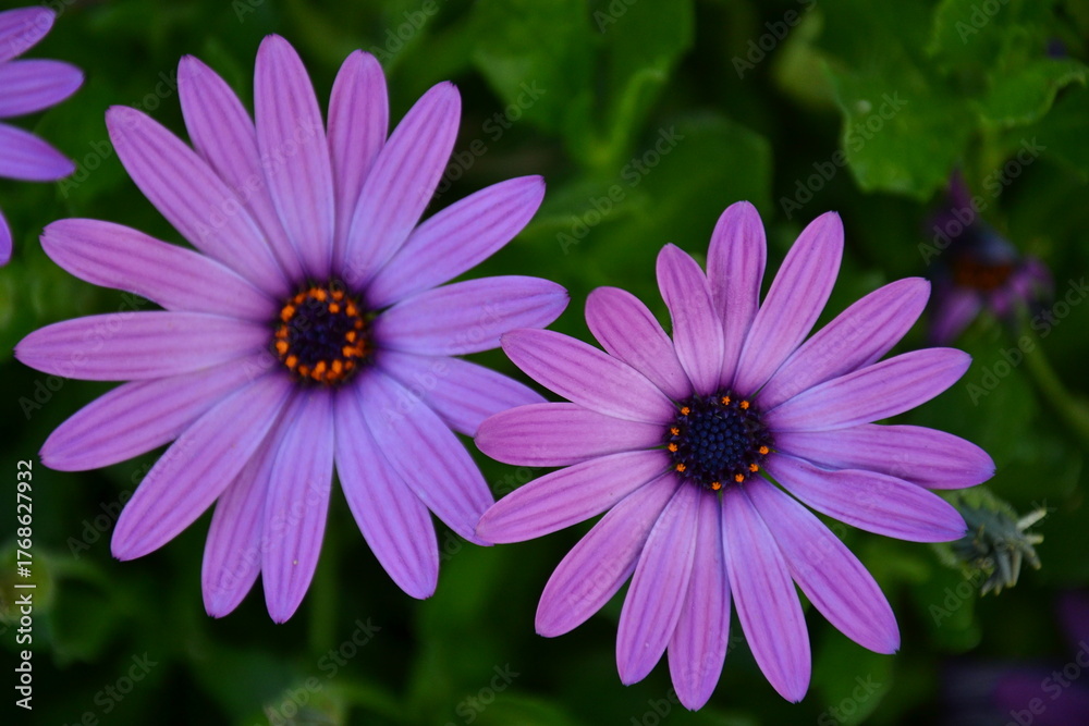 Obraz premium Close-up of vibrant purple African daisies in full bloom with lush green leaves. Macro floral photography capturing natural beauty, symmetry, and vivid spring colors