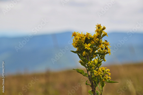 yellow bunch of goldenrod flowers in the meadow closeup Bieszczady mountains in background