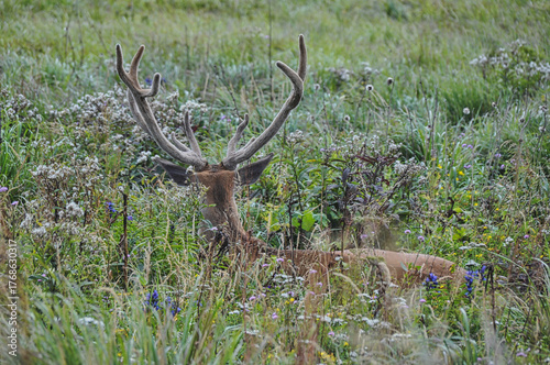 a deer with huge antlers in the thicket lies in a meadow on the grass