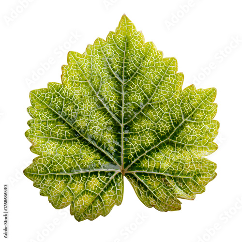 Intricate texture of green grape leaf isolated on transparent background