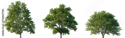 Set of Acer campestre (known as the field maple) frontal street trees isolated png on a transparent background perfectly cutout