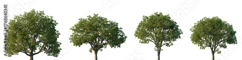 Set of Ulmus americana (generally known as the American elm or, less commonly, as the white elm or water elm) frontal street trees isolated png on a transparent background perfectly cutout