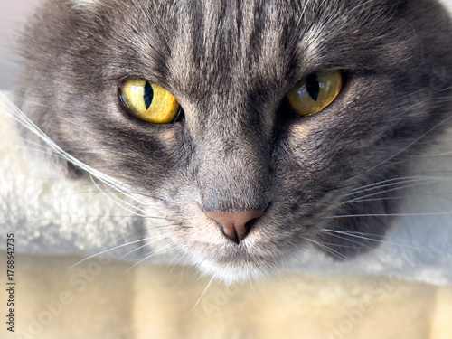 Close-up Portrait einer getigerten Katze