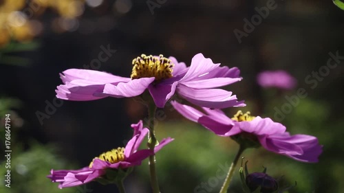 Cosmos flowers gently waving in the breeze, video
