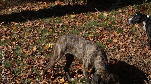 Brindle dog sniffing ground on autumn leaves, backlit

