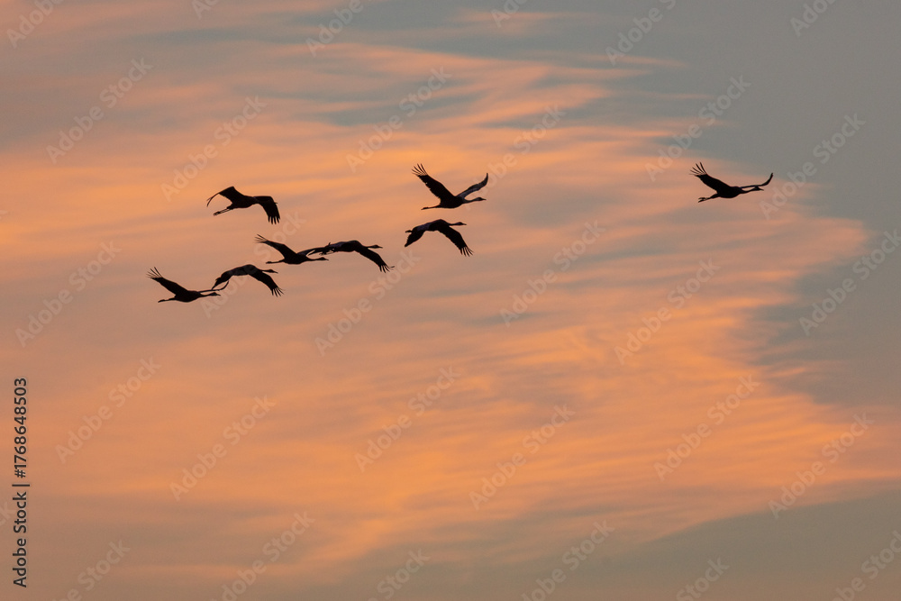Obraz premium Fliegende Kraniche bei Sonnenaufgang am Bodden vor Zingst.