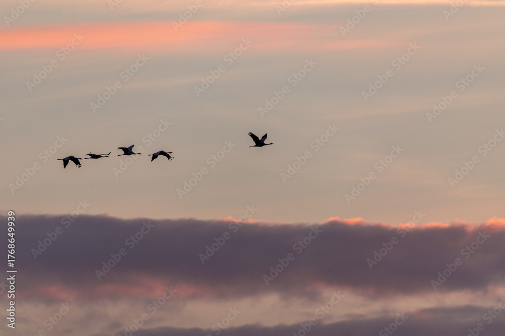 Fototapeta premium Fliegende Kraniche bei Sonnenaufgang am Bodden vor Zingst.