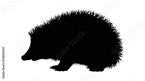 Silhouette of a hedgehog a spiny mammal isolated on white background for use in nature illustrations and designs