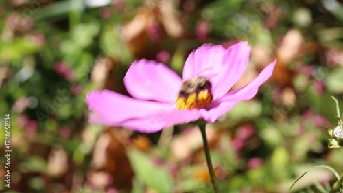 Bees flying and gathering pollen on cosmos flowers
