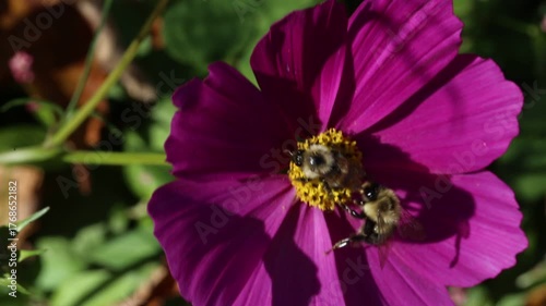 Bees flying and gathering pollen on cosmos flowers
