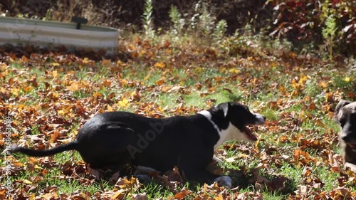 Two dogs playing and running in a yard with autumn leaves
