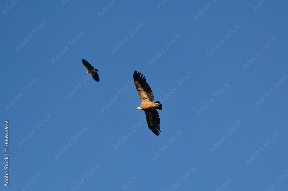 Fototapeta premium Griffon vultures soaring in clear blue sky, Crete