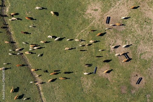 Top Down View of Cows on the Range