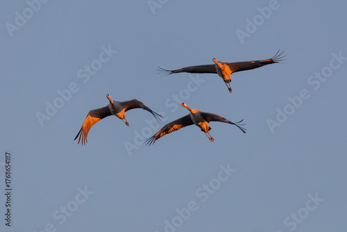 Fliegende Kraniche im Licht der aufgehenden Sonne am Bodden vor Zingst.
