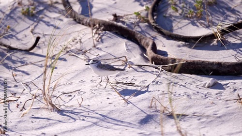 Small coastal bird walking on sandy beach dunes with dry grass under soft sunlight showing peaceful wildlife and natural habitat
