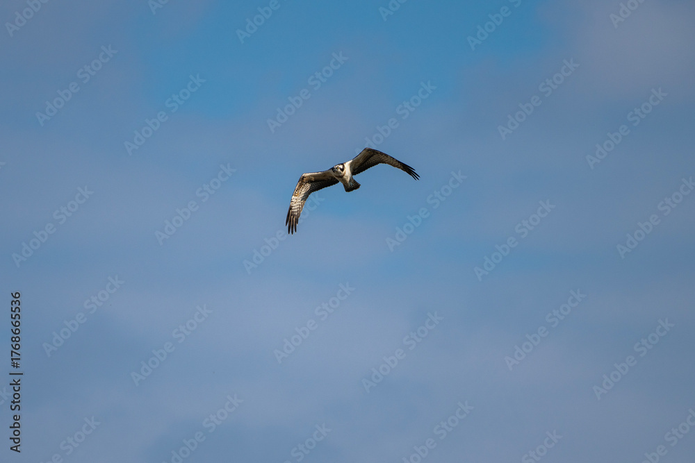 Obraz premium An osprey soars gracefully through a clear blue sky, its wings outstretched in a powerful display of flight.