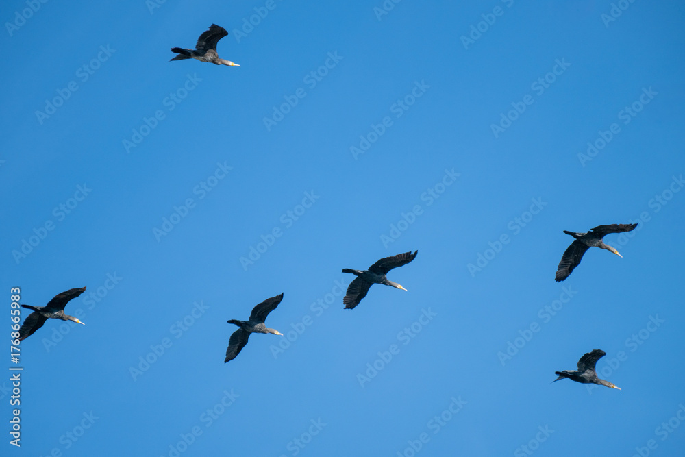 Fototapeta premium a flock of birds soar diagonally across a clear blue sky, their wings outstretched in synchronized mid-flight.