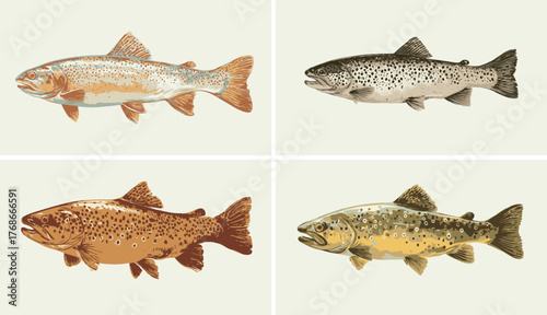Four different types of trout isolated on white background in a grid pattern