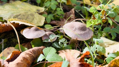 Autumn mushrooms on forest litter among leaves and greenery — natural texture, mycological aesthetics, seasonal atmosphere