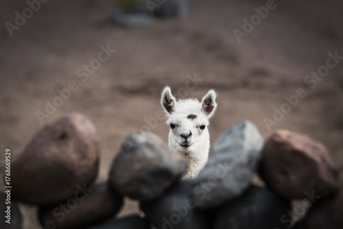 Head of a curious young llama behind a wall