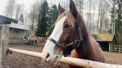 Brown Horse Looking Over Fence in Paddock