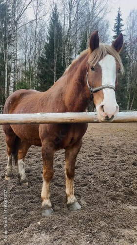 Brown Horse Looking Over Fence in Paddock, vertical video