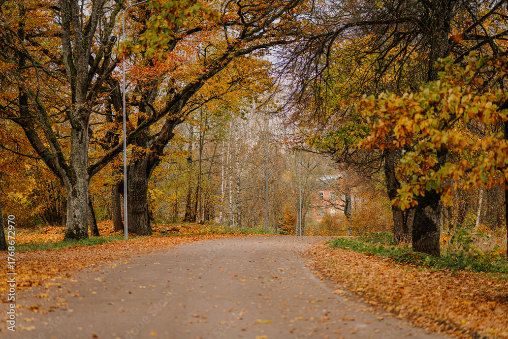 Naklejka premium Autumn pathway lined with vibrant trees showcasing colorful foliage, inviting strolls through nature's beauty and tranquility in a serene environment