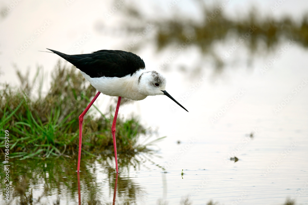 Obraz premium Black-winged stilt - female // Stelzenläufer - Weibchen (Himantopus himantopus)