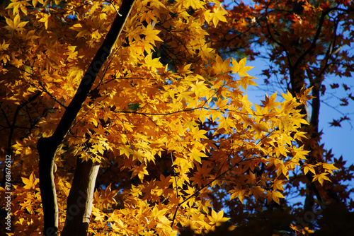 Autumn vibes. Backlit yellow maple leaves or Momiji background