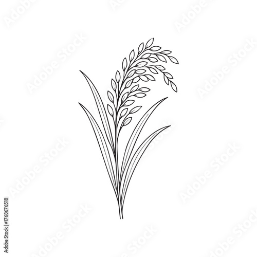 Elegant hand drawn illustration of a single stalk of rice plant with grains and leaves in outline style