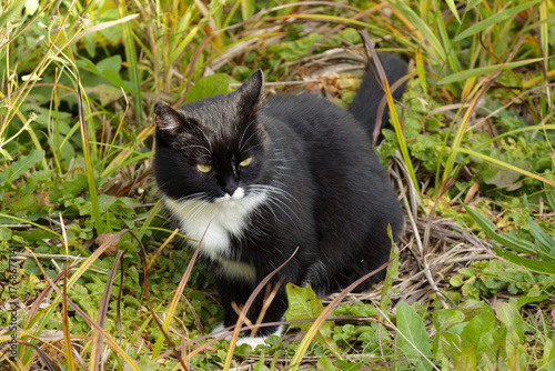 Close-up of a black and white cat with yellow eyes standing on autumn grass. The tuxedo cat looks alert and curious, surrounded by greenery and fallen leaves in a natural outdoor setting.