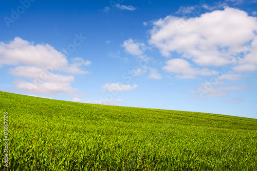 Fototapeta Cultivated fields on a green hillside in a bright spring day