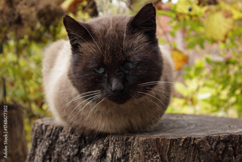 Close-up of a cat with blue eyes standing on autumn grass. The cat looks alert and curious, surrounded by greenery and fallen leaves in a natural outdoor setting.