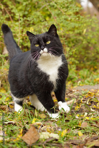 Close-up of a black and white cat with yellow eyes standing on autumn grass. The tuxedo cat looks alert and curious, surrounded by greenery and fallen leaves in a natural outdoor setting.