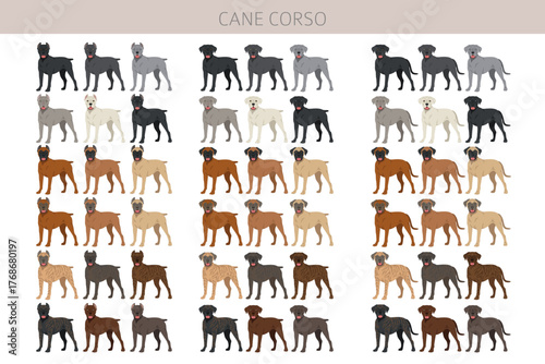 Cane corso dog clip art. Coat colors , infographics set.  Vector illustration