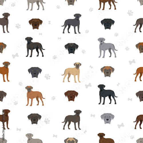 Cane corso dog clip art. Coat colors , infographics set.  Vector illustration