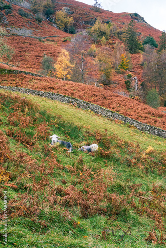 Autumn colours in the landscape in Grasmere in the English Lake District