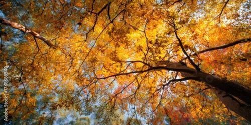 Vibrant autumn leaves transforming forest canopy looking up