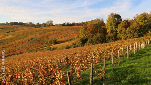 Paysage de vignoble en automne en Champagne, avec des piquets d’entrée de vigne en bois au premier plan et des arbres en arrière-plan (France)