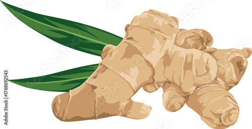 Illustration of a fresh ginger root with two green leaves, isolated on a white background.
