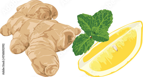 Still life featuring ginger root, a lemon slice, and fresh mint leaves, ingredients for a healthy beverage.