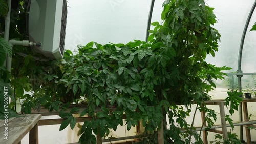Greenhouse with lush tropical plants and vines. Tropical plant concept.